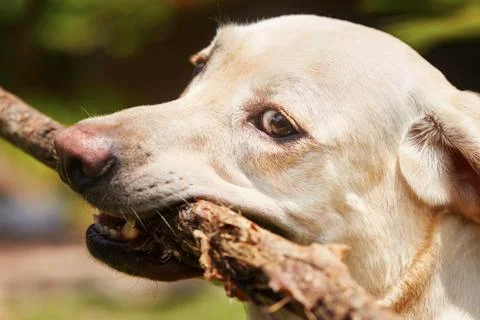 Dog with stick Stock Photos