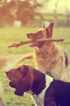 Dog with stick Stock-Fotos