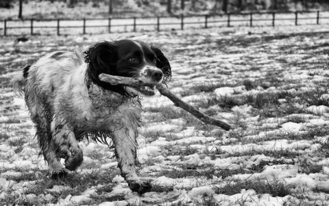 Dog with stick Stock Photos
