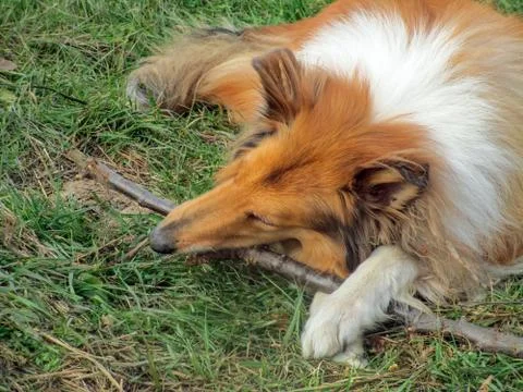 Dog with a stick Stock Photos