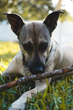 Dog with Stick Stock Photos