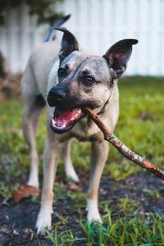 Dog with Stick Stock Photos