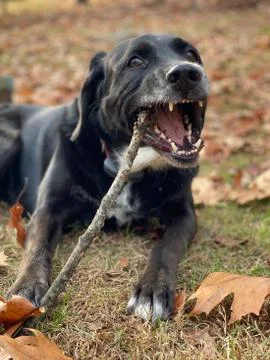 Dog with stick Stock Photos