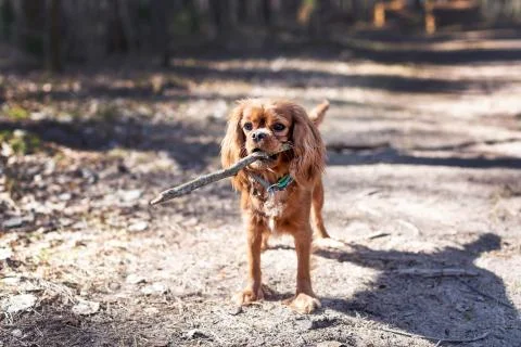 Dog with stick Foto stock