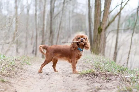 Dog with stick Stock Photos