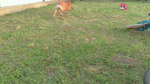 Dog Stick Play Stock Footage 160057691