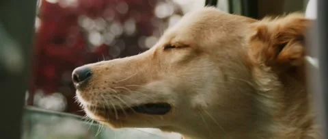Dog sticking his head out of a car Stock Footage