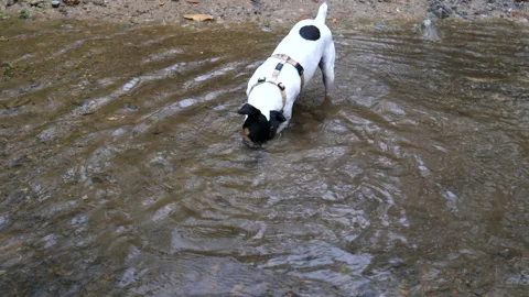 A dog sticks Stockbeeldmateriaal 143032573