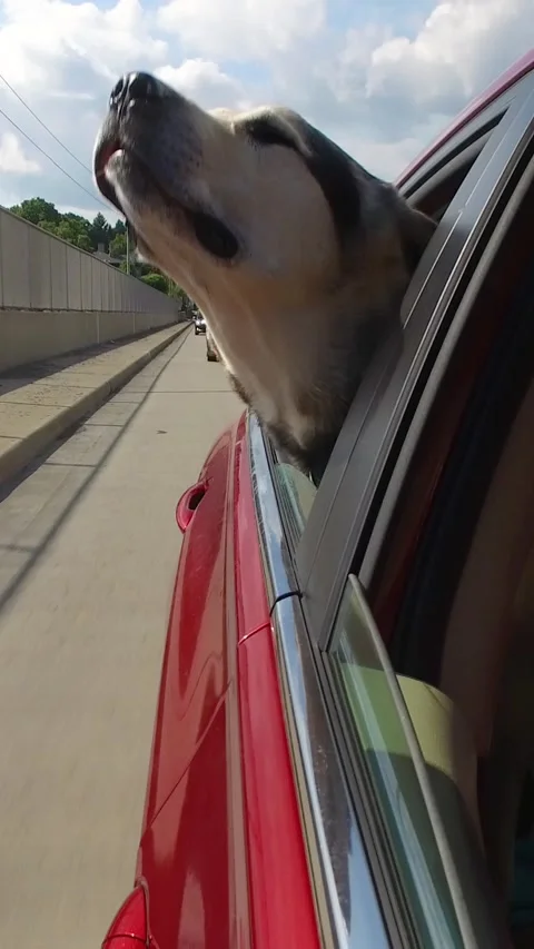 Dog Sticks Head Out of Moving Car Window Vertical Stock Footage 342604680
