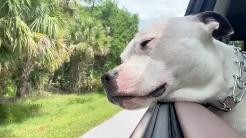 Dog sticks head out the window Stock Footage 270961759