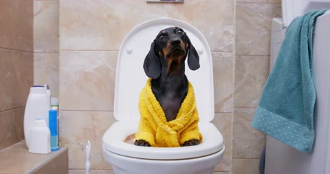 Toilet training a dachshund puppy Stock Video Pond5