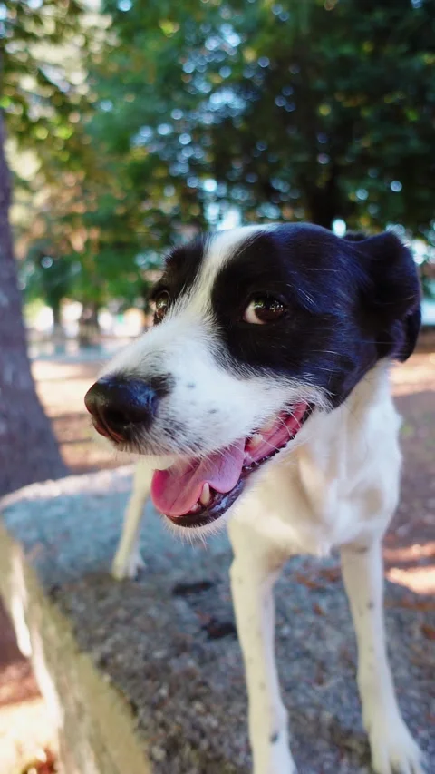 Dog on a stone table in a park with trees gasping Video stock 280471688