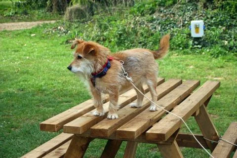 Dog stood on picnic table Stock Photos