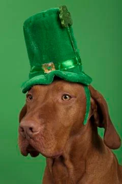 Dog with st.patrick's day hat Stock Photos