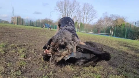 A dog strangling another dog during rough play Stock Footage 265801884