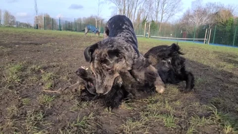 A dog strangling another dog during rough play Stock Footage 265801885