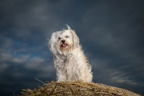 Dog on a straw bale Foto stock