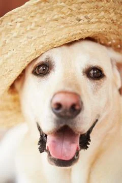Dog with straw hat Foto stock
