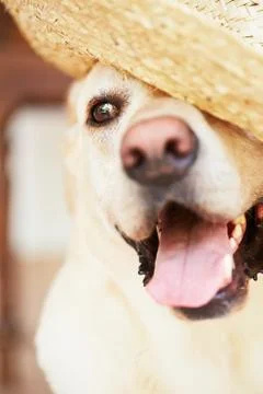 Dog with straw hat Foto stock