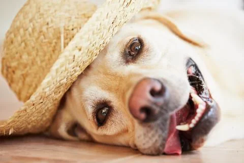 Dog with straw hat Stock Photos