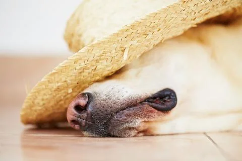 Dog with straw hat Stock Photos