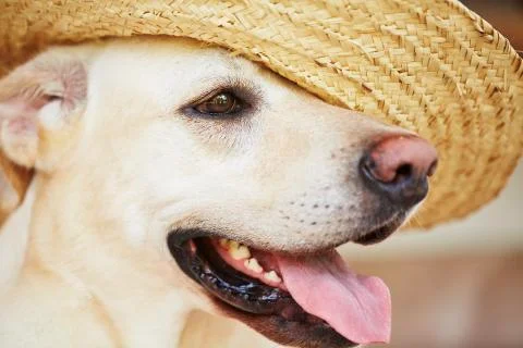 Dog with straw hat 스톡 사진