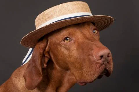 Dog with straw  hat Stock Photos