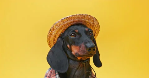 Dog in straw hat, plaid rustic shirt farmer beekeeper, Agrotourism Stock Footage 250211943
