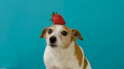 Dog with strawberries on head Stock Footage 128788545