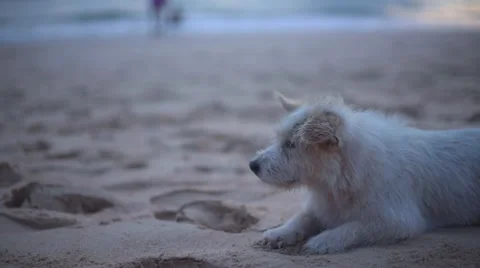 Dog stray on the beach Stock Footage 64237658