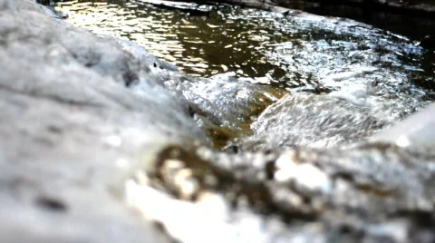 Dog in stream 库存影片 360563