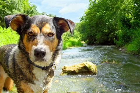 Dog in stream Stock Photos