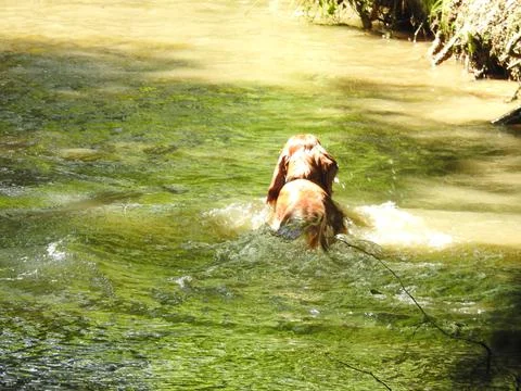 Dog in a stream Stock Photos