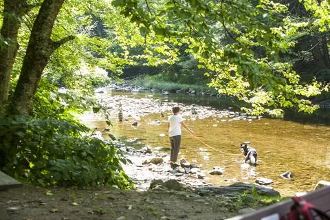 Dog in Stream Stock Photos