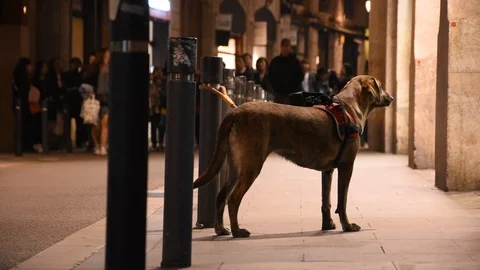 Dog in the street Stock Footage 87290387