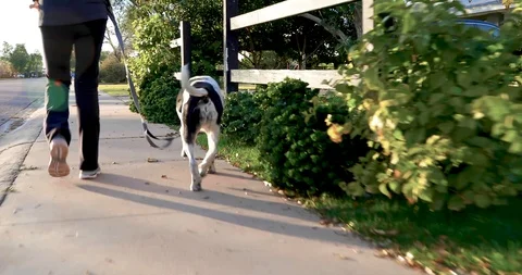 Dog on the Street Stock Footage 122147798