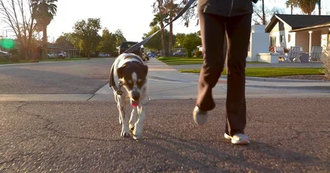 Dog on the Street Stock Footage 122148061