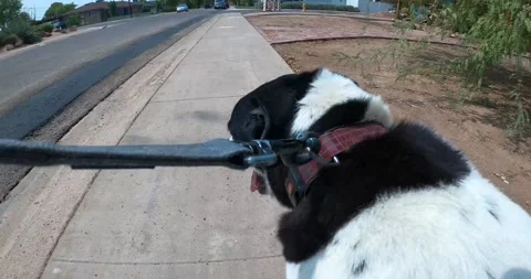 A Dog on the Street Stock Footage 141173174