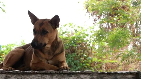 A dog on the street. Stock Footage 151893727