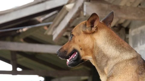 A dog on the street. Stock Footage 151893776