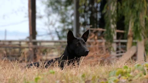 A dog on the street. Stock Footage 151894412