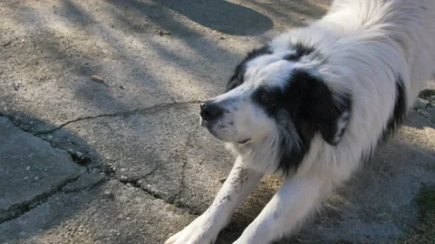 Dog Stretching and looking into Camera, Bucovina Shepherd,  Slow Motion Stock Footage 149895085