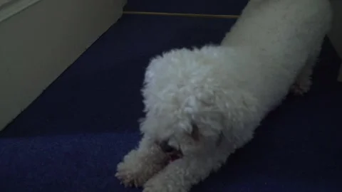 Dog Stretching Stock Footage 132977116
