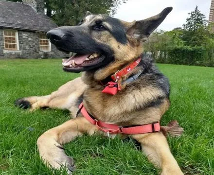 Dog Strike A Pose Stock Photos
