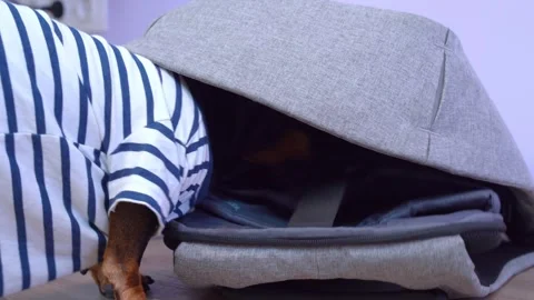 Dog in striped shirt exploring grey backpack Stock Footage 286171753