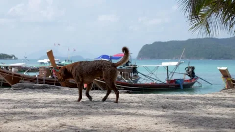 Dog Strolling on Tropical Beach Stock Footage 266166865