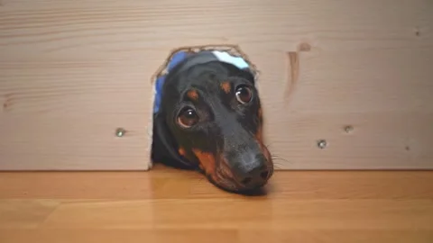 Dog stuck head into hole in wall, mouse hole, track down prey of sinker, hunting Stock Footage 263170242