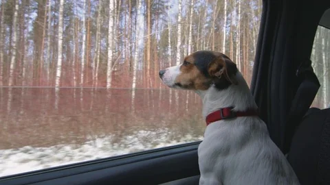 Dog stuck his head out the car window Stock-Footage 73474875