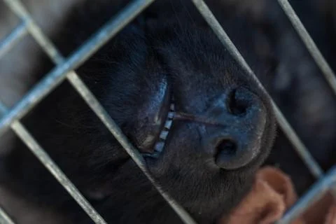 The dog stuck his muzzle. 스톡 사진