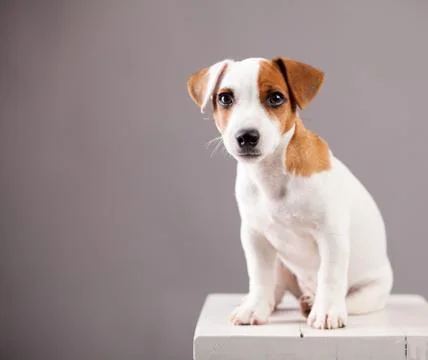 Dog studio shot Stock Photos
